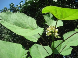 Chinese-Catalpa-Flower-Bunch