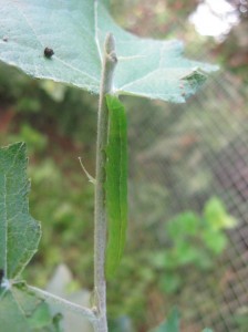 Curly-Poplar-Caterpillar-Damage