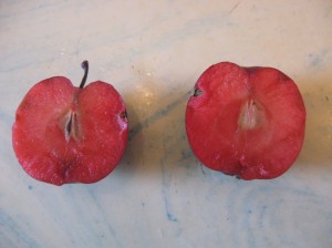 Firecracker-Crabapple-Red-Flesh