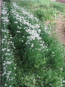 Garlic-Chives-Flowering