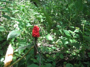 Jack-In-The-Pulpit-Fruit