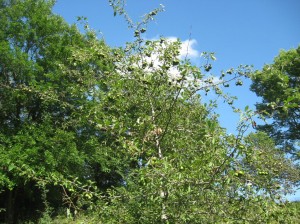 Malus-Ioensis