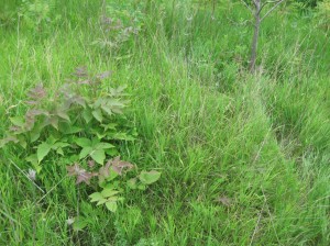 Rhus-Chinensis-Suckering