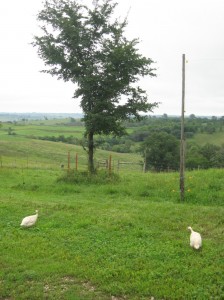 White-Guineas