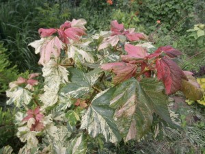 sycamore maple