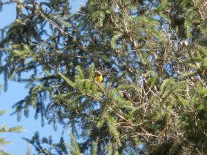 baltimore oriole