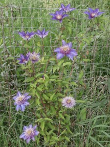 clematis vine