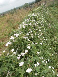 bindweed