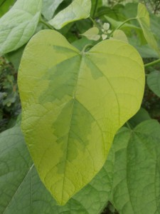 catalpa variegation