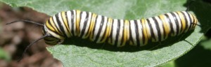 monarch milkweed