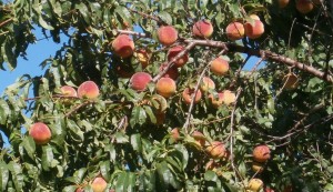 redhaven peach