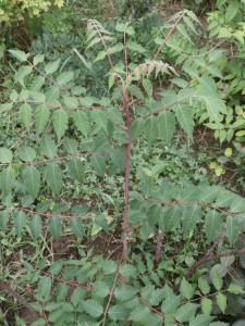 chinese rhus