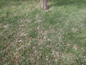 pear flowers