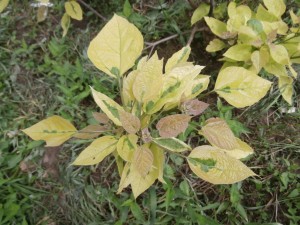 Variegated Catalpa