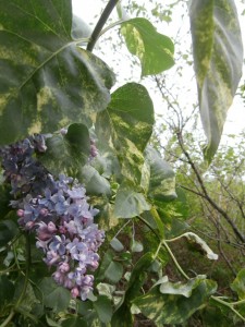 variegated lilac