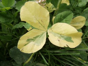 Variegated Clover