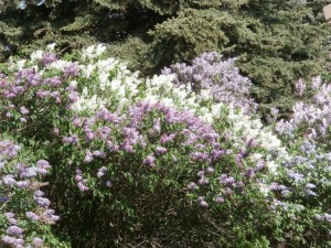 syringa vulgaris