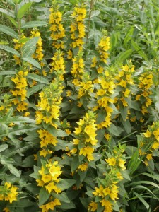 yellow loosestrife