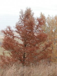 bald cypress