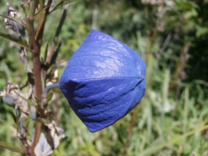 balloon flower