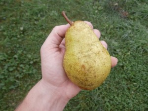 pineapple pear