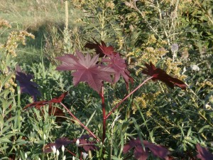 castor bean 