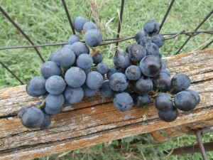 concord grape