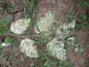 variegated beech