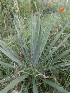 hairy yucca