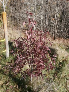 iowa dogwood