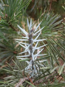 pinyon pine