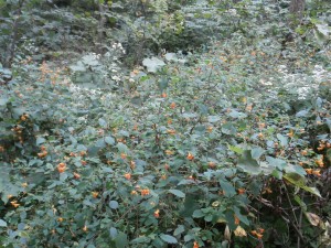 impatiens iowa