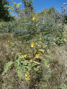 partridge pea