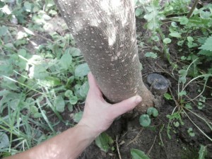 paulownia elongata