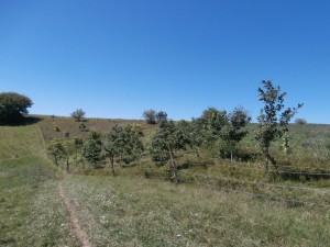 persimmon orchard