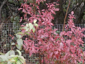 paperbark maple