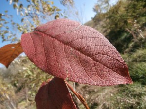 korean poplar