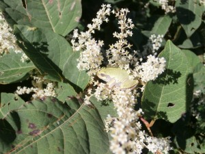 knotweed flowers