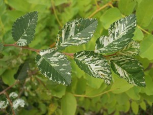 ulmus parvifolia