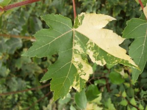 silver maple x red maple