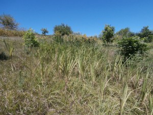 miscanthus grass