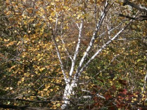 white birch