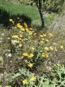 yellow flowers