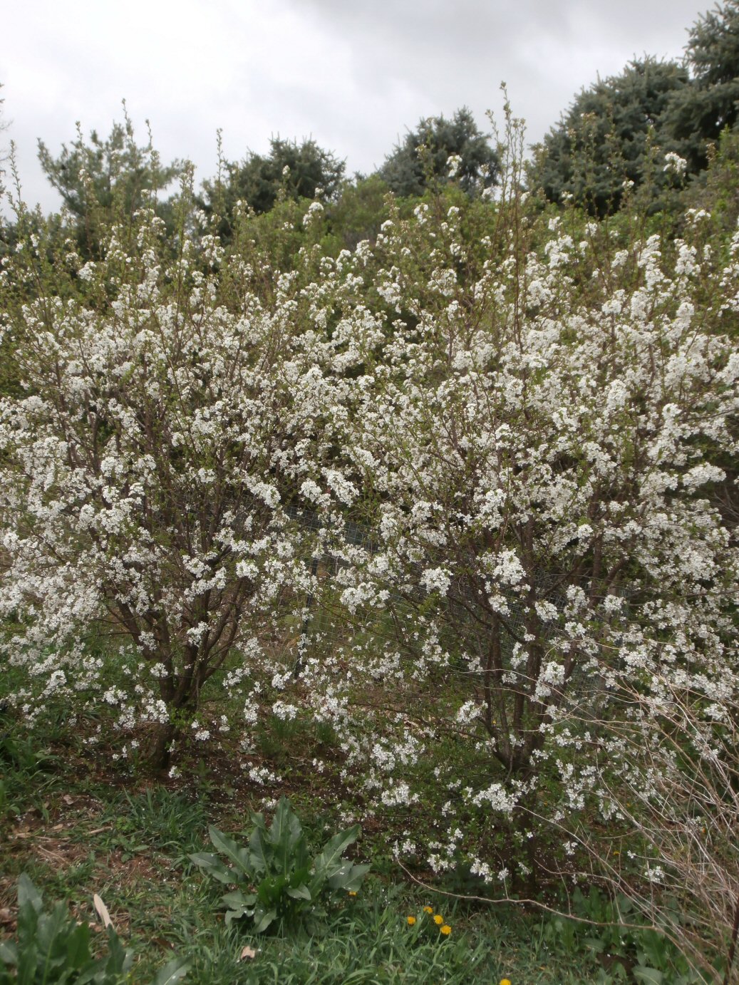 White Carmine Jewel Cherry Flowers Kleckner Oasis 