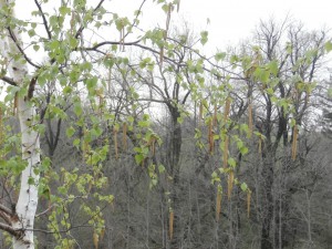 Japanese White Birch 