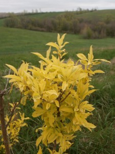 forsythia golden