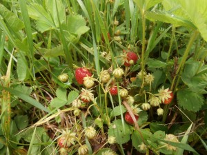 Strawberries