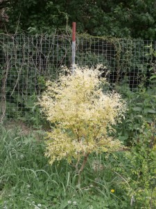 japanese pagoda cultivar