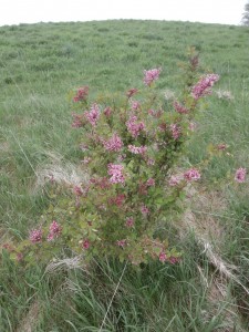 littleleaf lilac