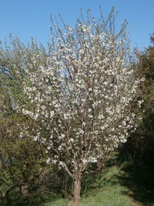 cherry blossoms